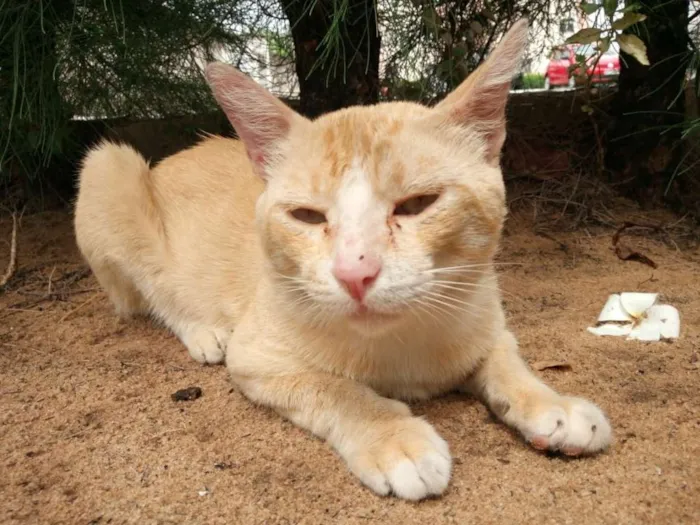 Gato raça Srd idade 2 anos nome Frederico