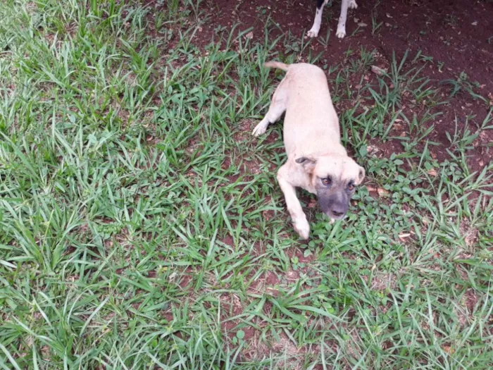 Cachorro ra a Raça não definida idade 3 anos nome Max
