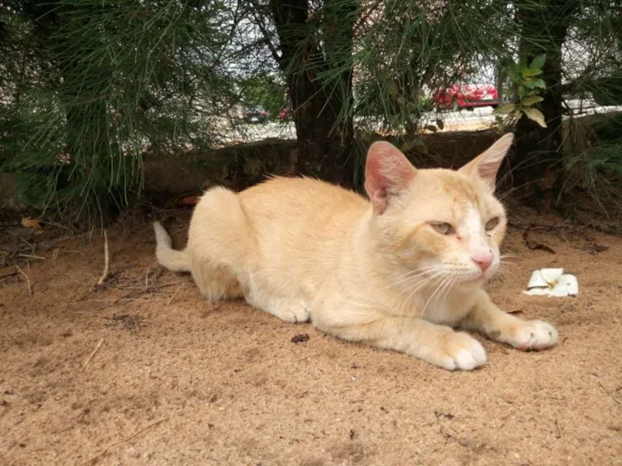 Gato raça Srd idade 2 anos nome Frederico