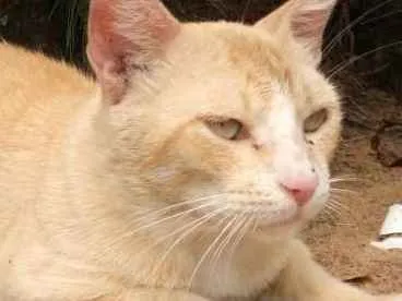 Gato raça Srd idade 2 anos nome Frederico