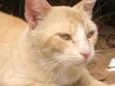 Frederico