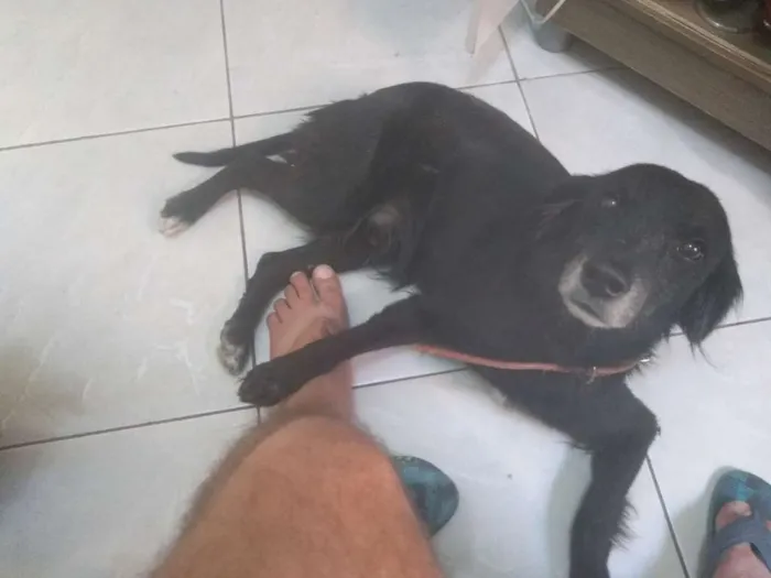 Cachorro ra a Vira latas  idade 1 ano nome Não sei foi achado 