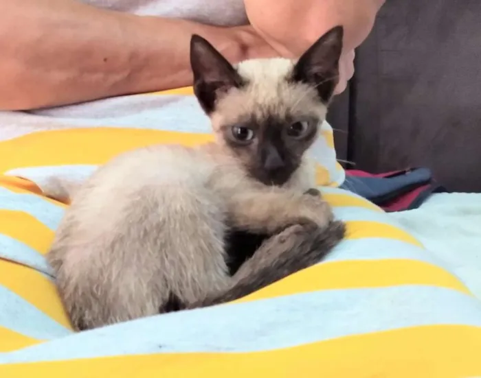 Gato ra a Siamesa  idade 2 a 6 meses nome Florzinha 