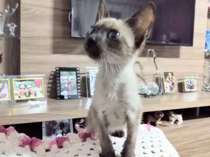 Gato ra a Siamesa  idade 2 a 6 meses nome Florzinha 