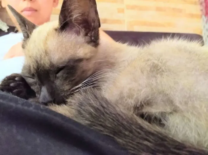 Gato ra a Siamesa  idade 2 a 6 meses nome Florzinha 