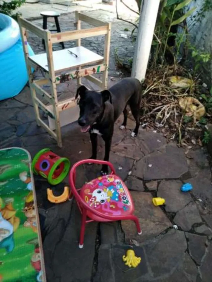 Cachorro ra a Não definida idade 7 a 11 meses nome Frida