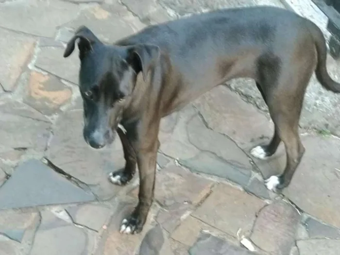Cachorro ra a Não definida idade 7 a 11 meses nome Frida