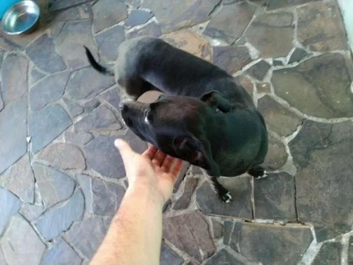 Cachorro ra a Não definida idade 7 a 11 meses nome Frida