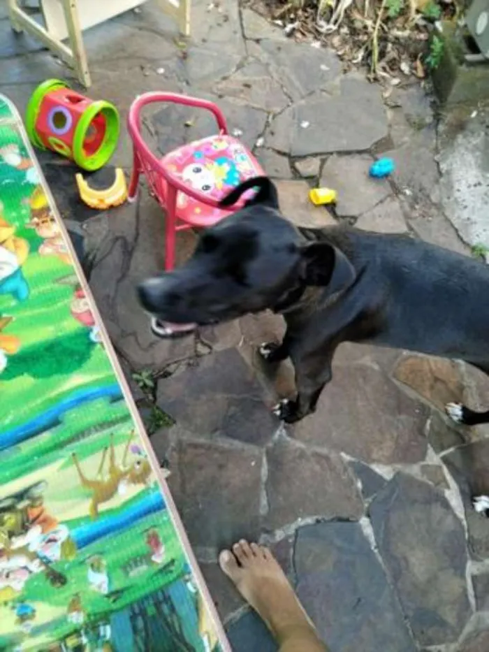 Cachorro ra a Não definida idade 7 a 11 meses nome Frida