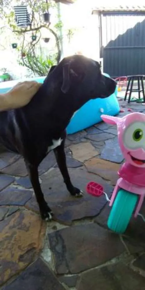 Cachorro ra a Não definida idade 7 a 11 meses nome Frida