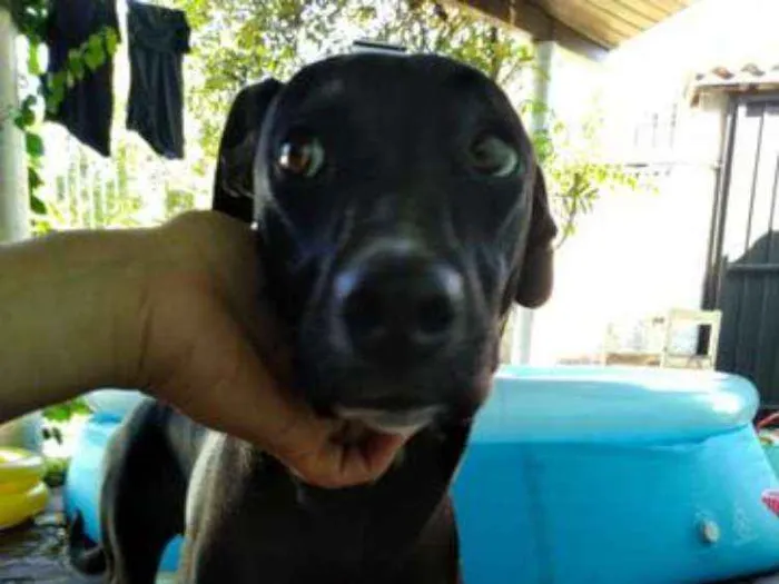 Cachorro ra a Não definida idade 7 a 11 meses nome Frida