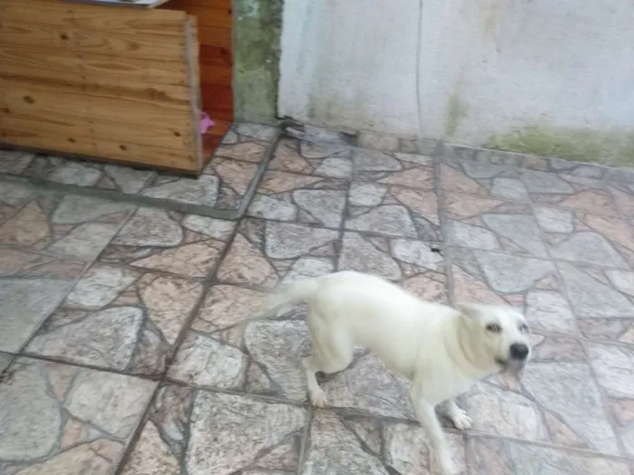 Cachorro ra a Lavrador c viralata idade 7 a 11 meses nome Beli