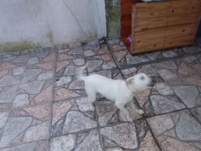 Cachorro ra a Lavrador c viralata idade 7 a 11 meses nome Beli