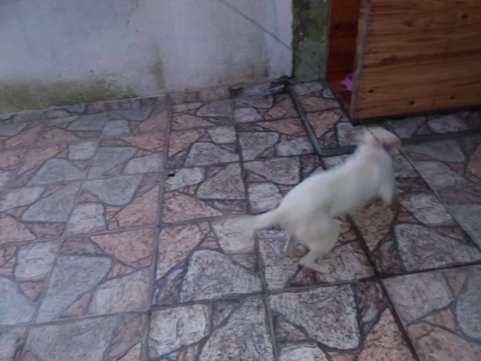 Cachorro ra a Lavrador c viralata idade 7 a 11 meses nome Beli