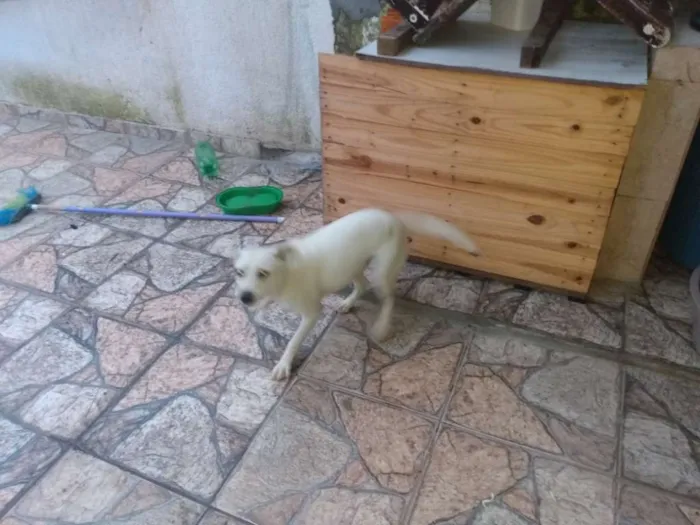 Cachorro ra a Lavrador c viralata idade 7 a 11 meses nome Beli