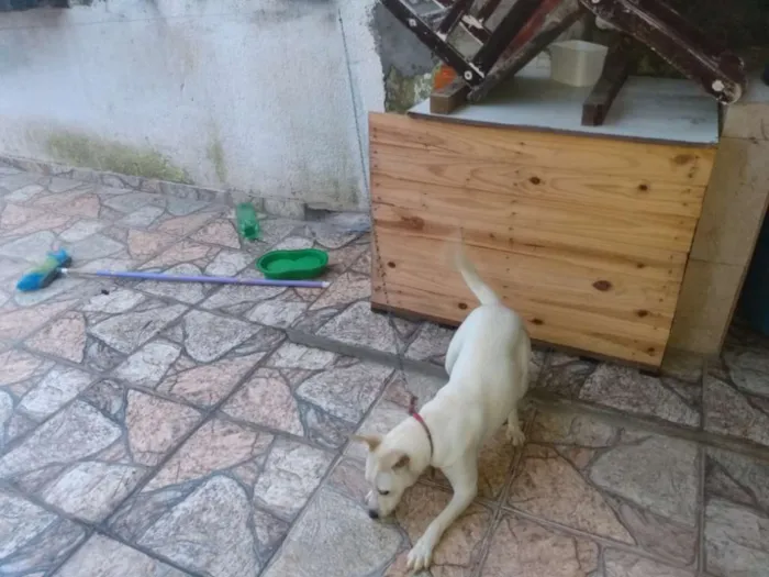 Cachorro ra a Lavrador c viralata idade 7 a 11 meses nome Beli