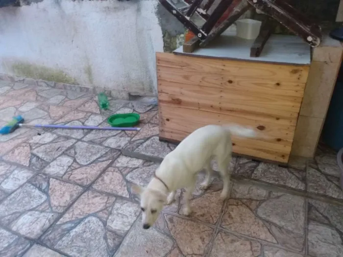 Cachorro ra a Lavrador c viralata idade 7 a 11 meses nome Beli