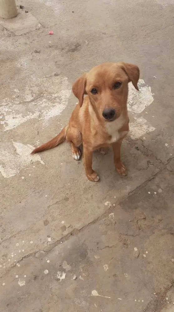 Cachorro ra a Labrador idade 1 ano nome Mel