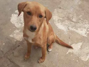 Cachorro raça Labrador idade 1 ano nome Mel