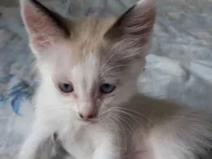 Gato raça  idade 2 a 6 meses nome Pérola
