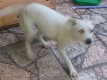 Cachorro ra a Lavrador c viralata idade 7 a 11 meses nome Beli