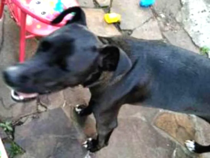 Cachorro ra a Não definida idade 7 a 11 meses nome Frida