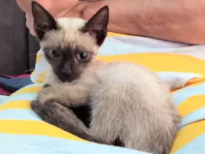 Gato raça Siamesa  idade 2 a 6 meses nome Florzinha 
