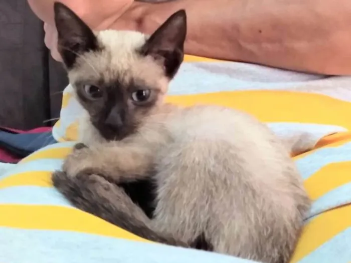 Gato ra a Siamesa  idade 2 a 6 meses nome Florzinha 
