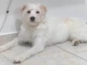 Cachorro raça Indefinida idade 1 ano nome  Bartolomeu (Bart)