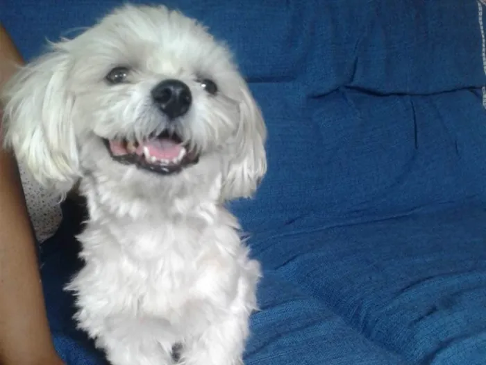 Cachorro ra a Não sei idade  nome Não sei