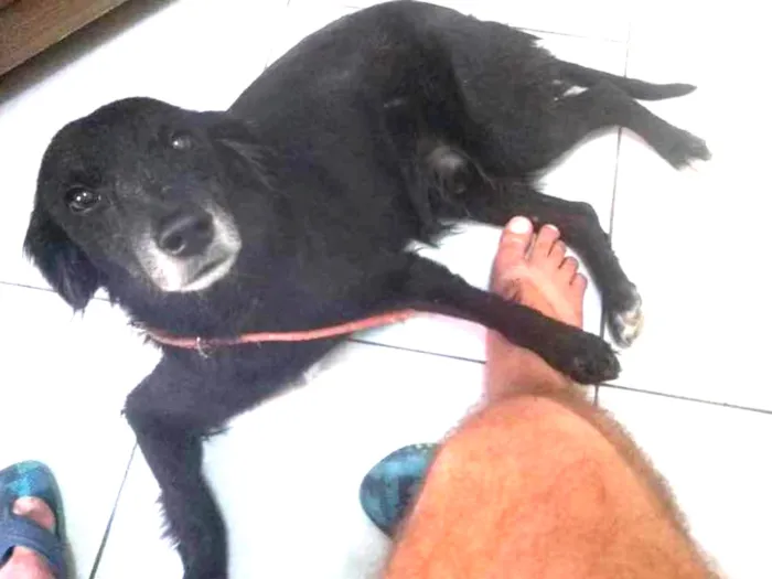 Cachorro ra a Vira latas  idade 1 ano nome Não sei foi achado 