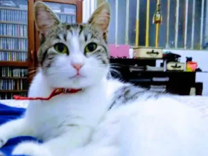 Gato raça SRD idade 2 anos nome FADA CASTRADA