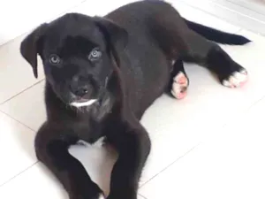 Cachorro raça  idade 2 a 6 meses nome Pretinho