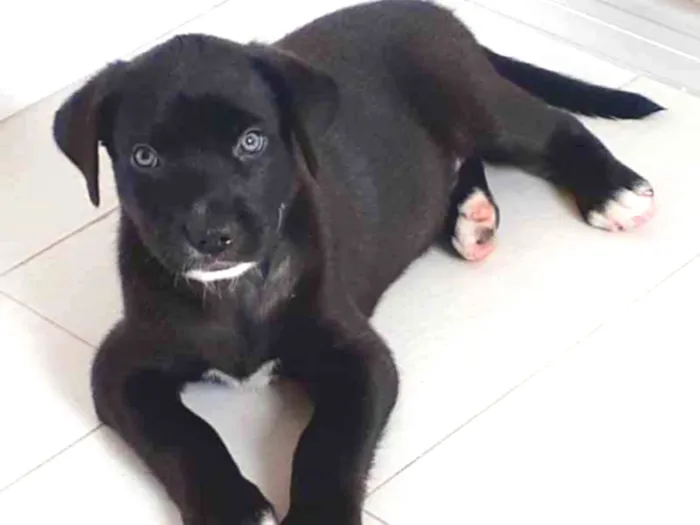 Cachorro ra a  idade 2 a 6 meses nome Pretinho