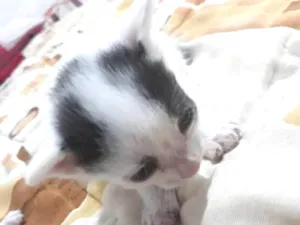 Gato raça Siamês com viralata idade 2 a 6 meses nome Sem nome 