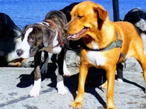 Cachorro raça Indefinida idade 1 ano nome Cross e Cristal 