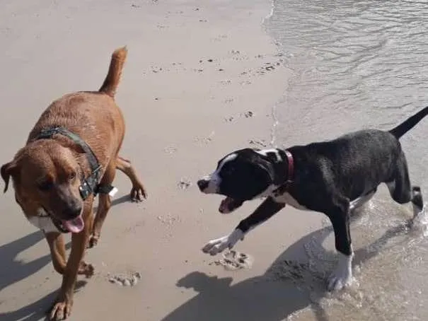 Cachorro raça Indefinida idade 1 ano nome Cross e Cristal 