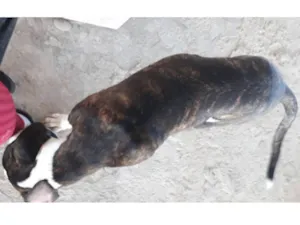 Cachorro raça INDEFINIDA idade 1 ano nome CROSS