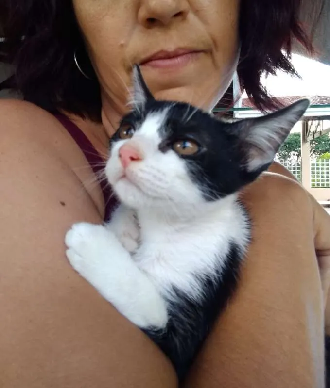 Gato ra a srd idade 2 a 6 meses nome à escolher