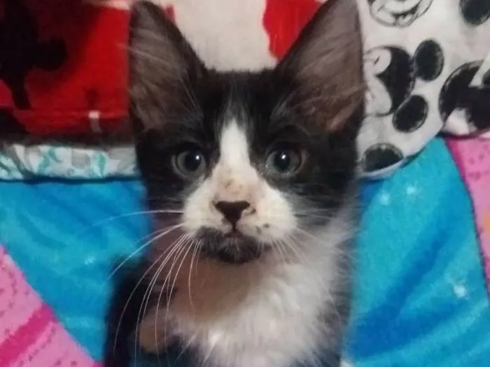 Gato ra a Sem raça idade 2 a 6 meses nome Sem nome