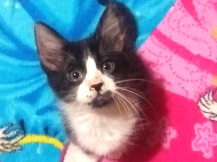 Gato ra a Sem raça idade 2 a 6 meses nome Sem nome