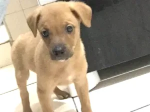 Cachorro raça RD idade Abaixo de 2 meses nome Nina