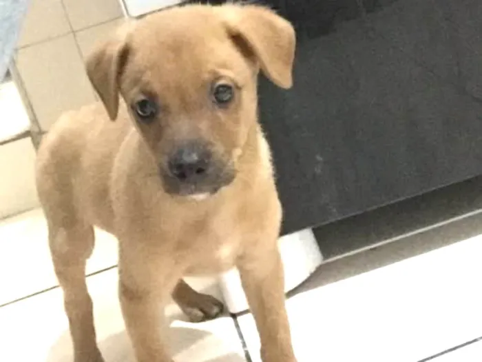 Cachorro ra a RD idade Abaixo de 2 meses nome Nina