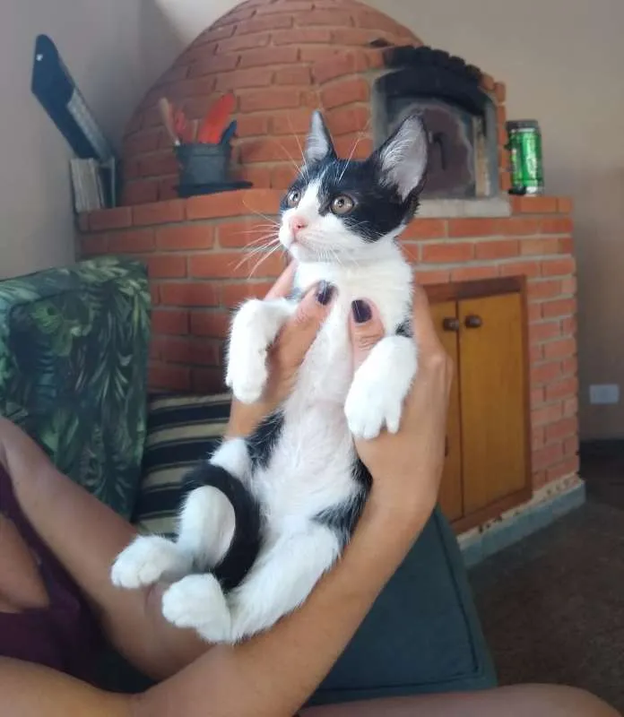 Gato ra a srd idade 2 a 6 meses nome à escolher