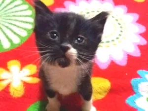 Gato raça Sem raça idade 2 a 6 meses nome Sem nome