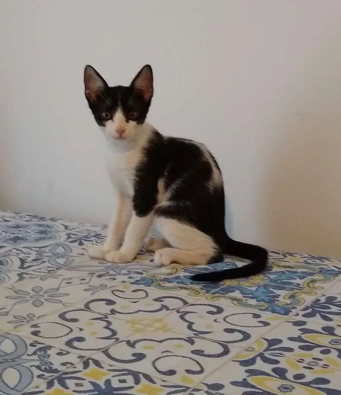 Gato ra a srd idade 2 a 6 meses nome à escolher
