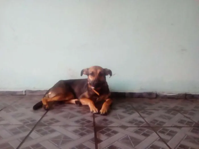 Cachorro ra a Vira lata idade 2 anos nome Paçoca 