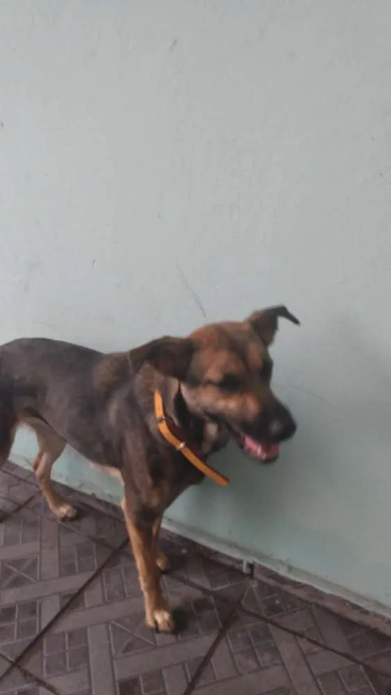 Cachorro ra a Vira lata idade 2 anos nome Paçoca 