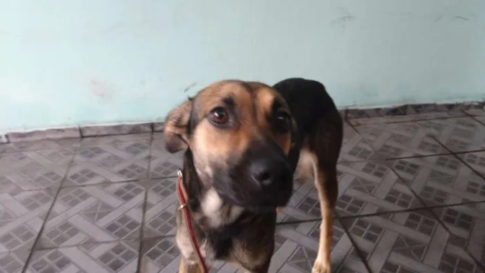 Cachorro ra a Vira lata idade 2 anos nome Paçoca 