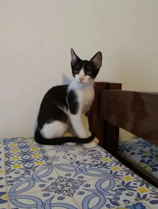 Gato ra a srd idade 2 a 6 meses nome à escolher